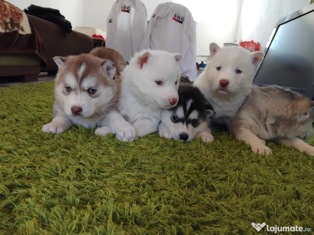 De vânzare husky siberian rasa pura