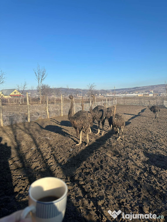 Vând 6 pui de struț