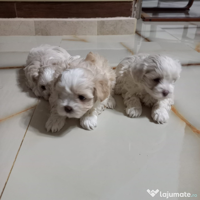 Cateibichon maltese