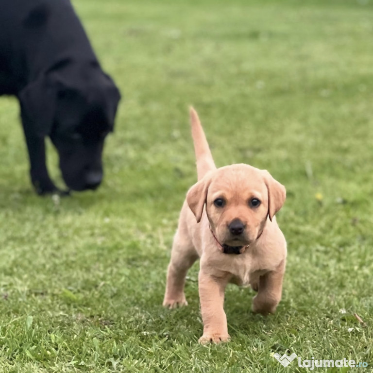 Lbrador retriever fetita