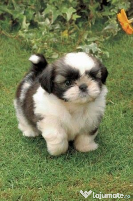 Shih-tzu talie mica