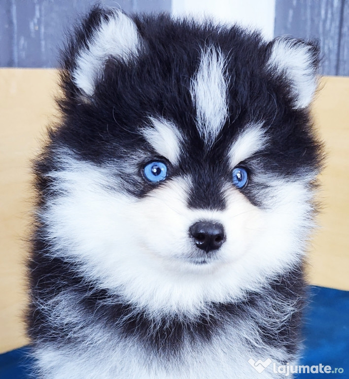 Pui Pomsky deosebit de frumosi