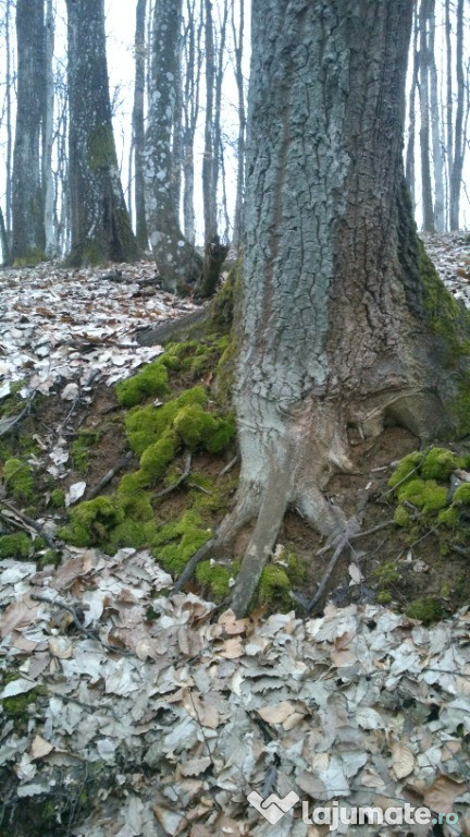 Vand teren cu pădure langa Tirgu Jiu