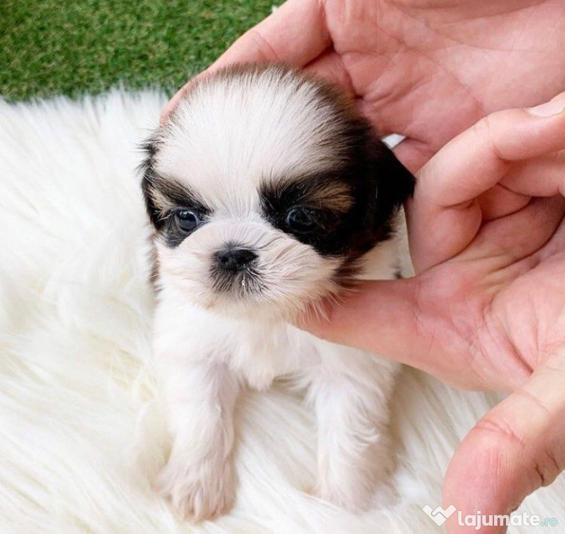 Bichon maltez mini toy