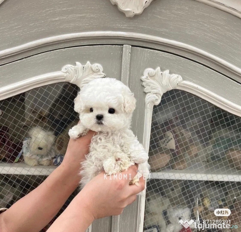 Bichon maltez mini toy perfecți sănătoși