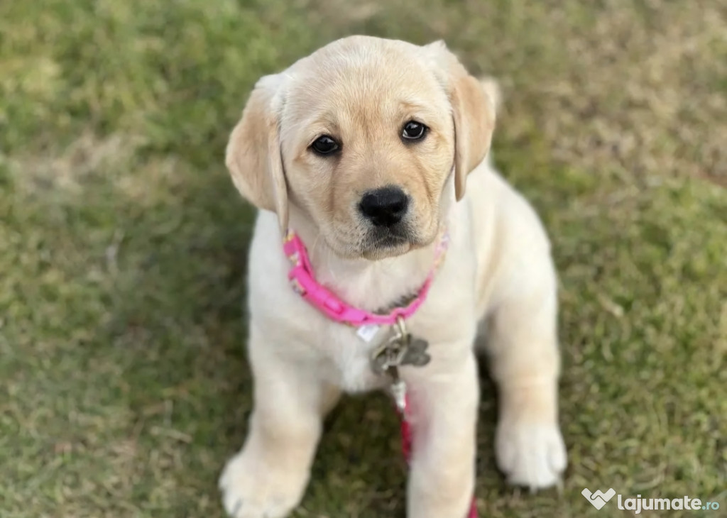 Labrador Retriever fetita