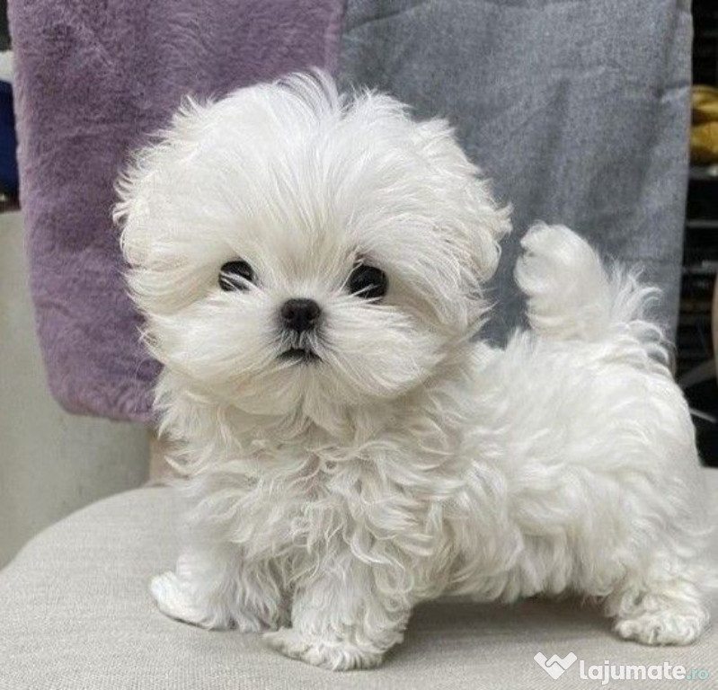 Pui bichon maltez mini toy