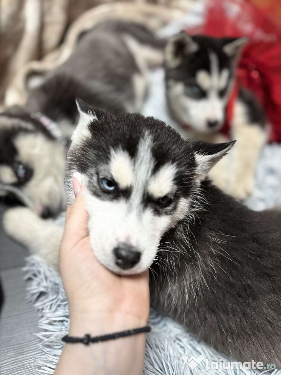 3 Pui de Husky Siberian, rasă pură – energie, frumusețe și loialitate!