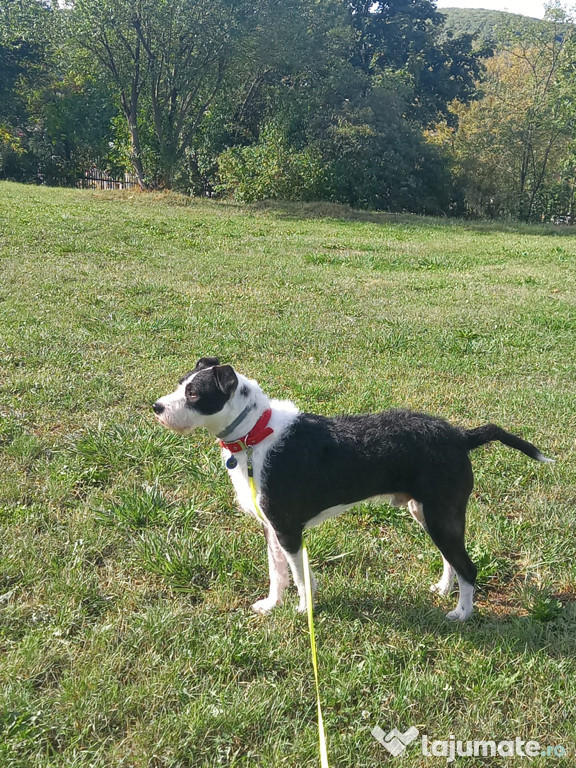 Adopție Metis Amstaff