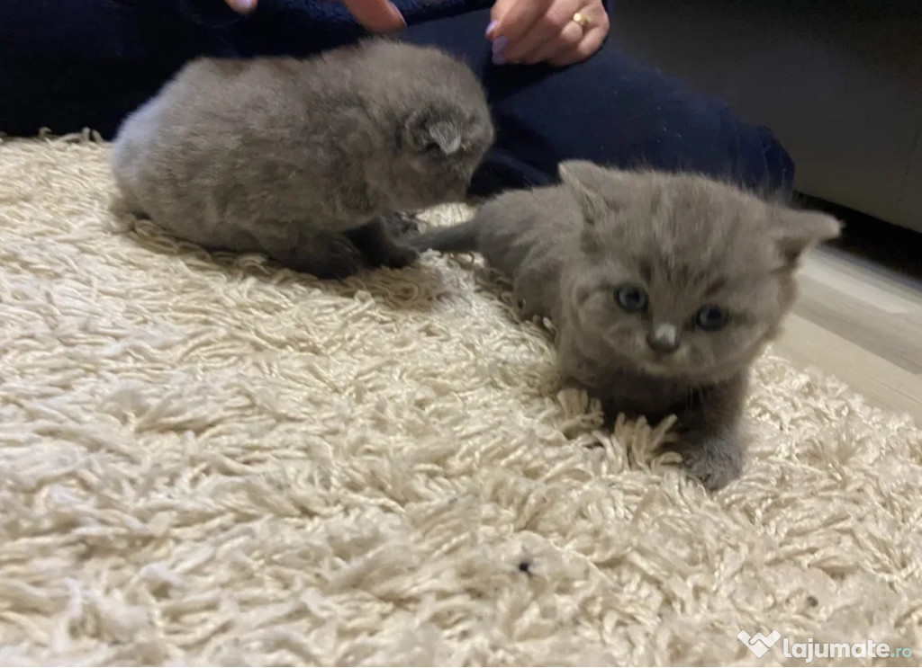 British shorthair