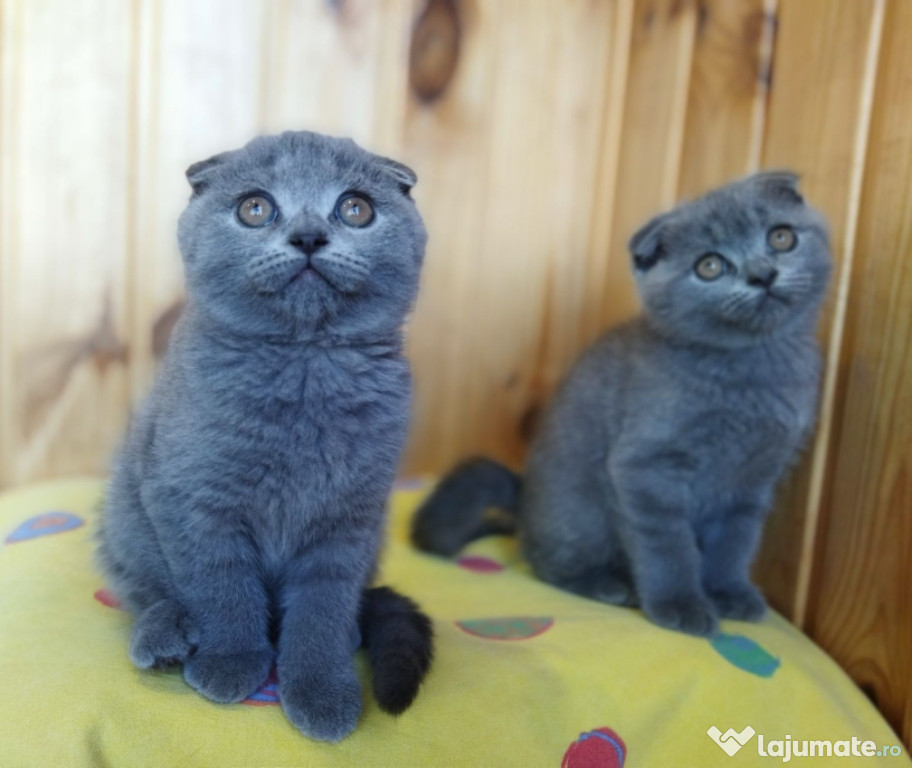 Scottish fold băieței și fetițe