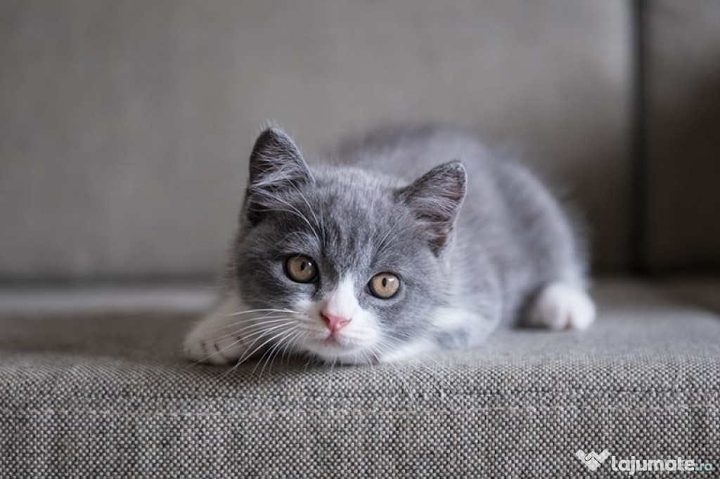 Puiuți British shorthair