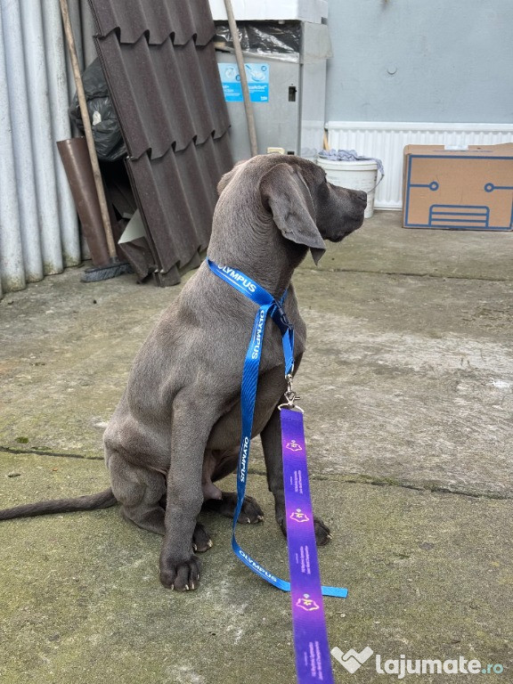 Brac German Weimaraner – Pui Băiețel, 3 Luni