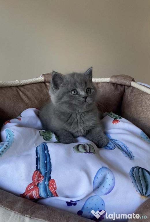 British shorthair blue băieței și fetițe