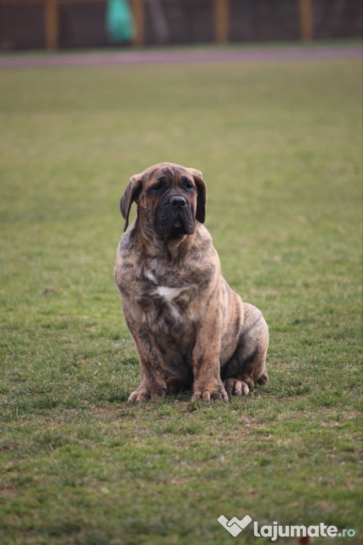 Pui de Presa Canario