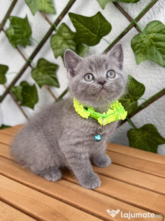 British shorthair băieței și fetițe superbi