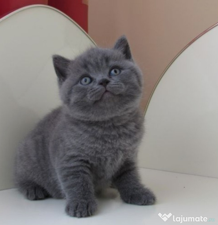 British shorthair Băieței și fetite