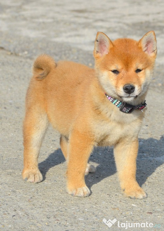 Shiba-inu cu pedigree