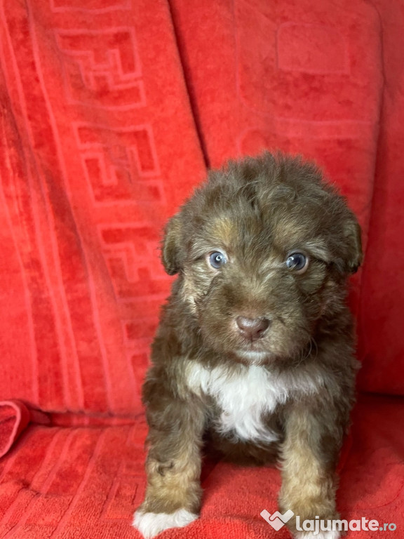 Maltipoo poodle mini toy