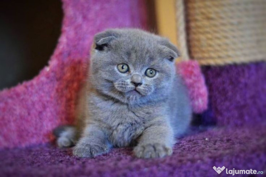 Scottish fold pui