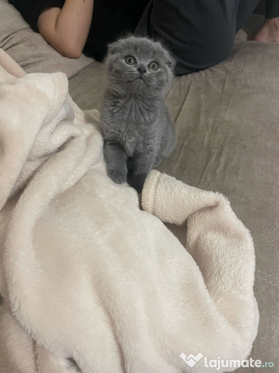 Scottish fold băieței și fetițe