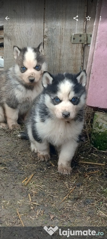 Husky siberian talie inalta si robusta