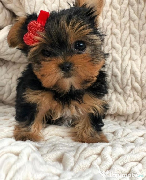 Yorkshire terrier mini toy