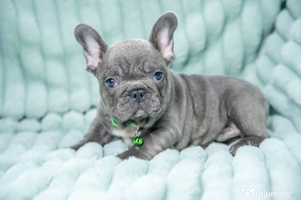 Bulldog Francez - blue cu ochii albastri - Transport in tara - buldog