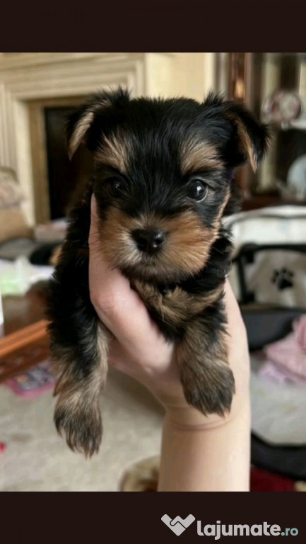 Yorkshire terrier mini toy