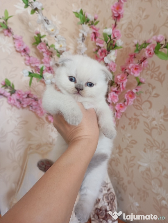 Scottish fold băieței și fetițe