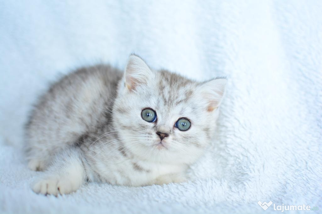 British shorthair puiuți