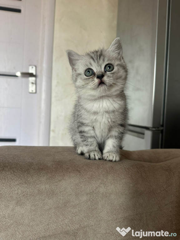 British shorthair băieței și fetițe