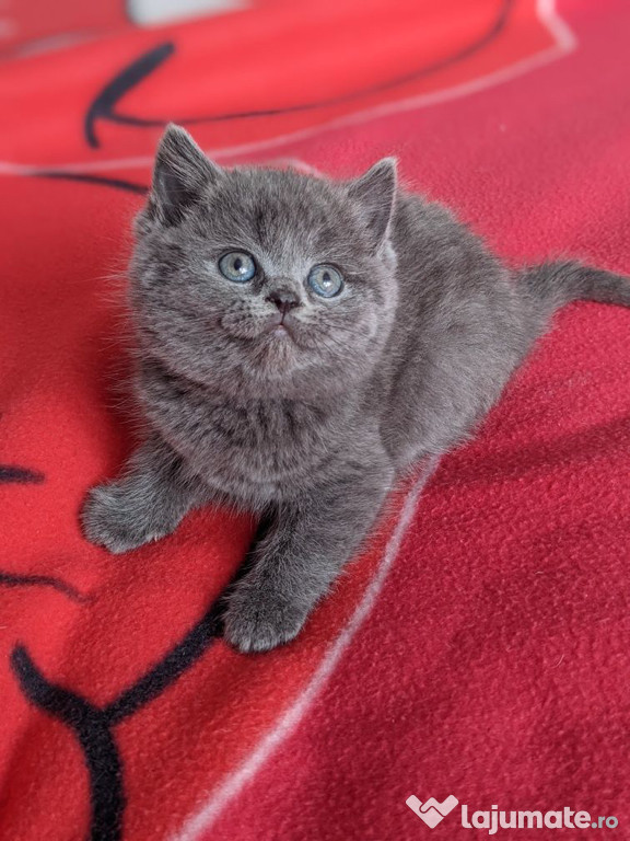 British shorthair puiuți