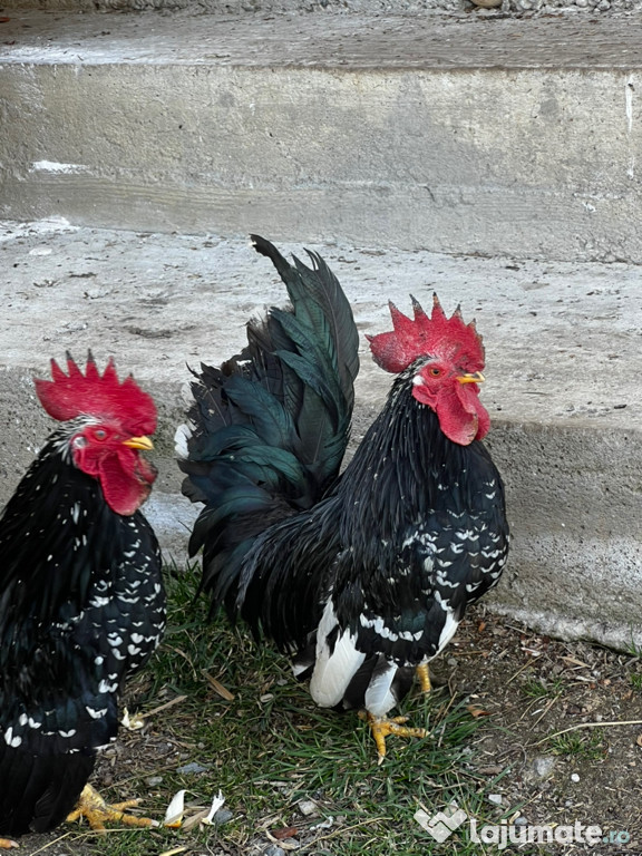 Gaini chabo negru bobat de vanzare