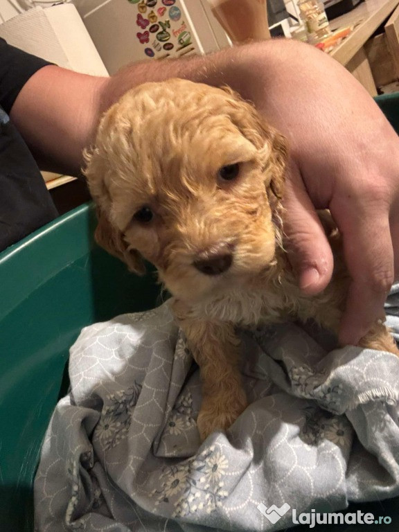 Vand catei Lagotto