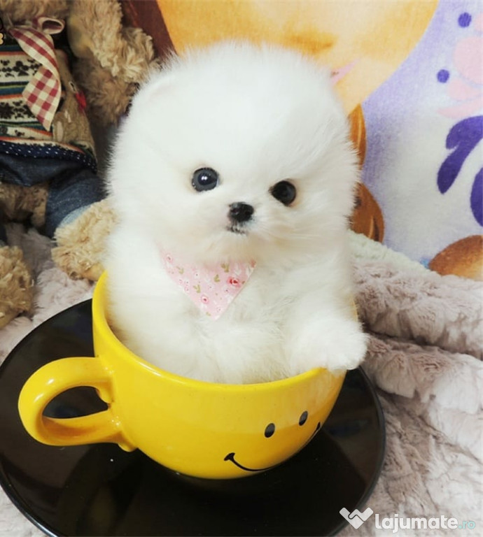 Pomeranian Ursuleț Teeacup