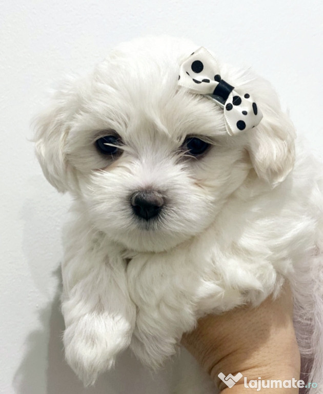 Bichon Maltez talie mica