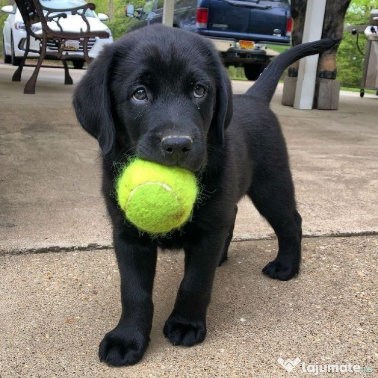 Labrador Retriever