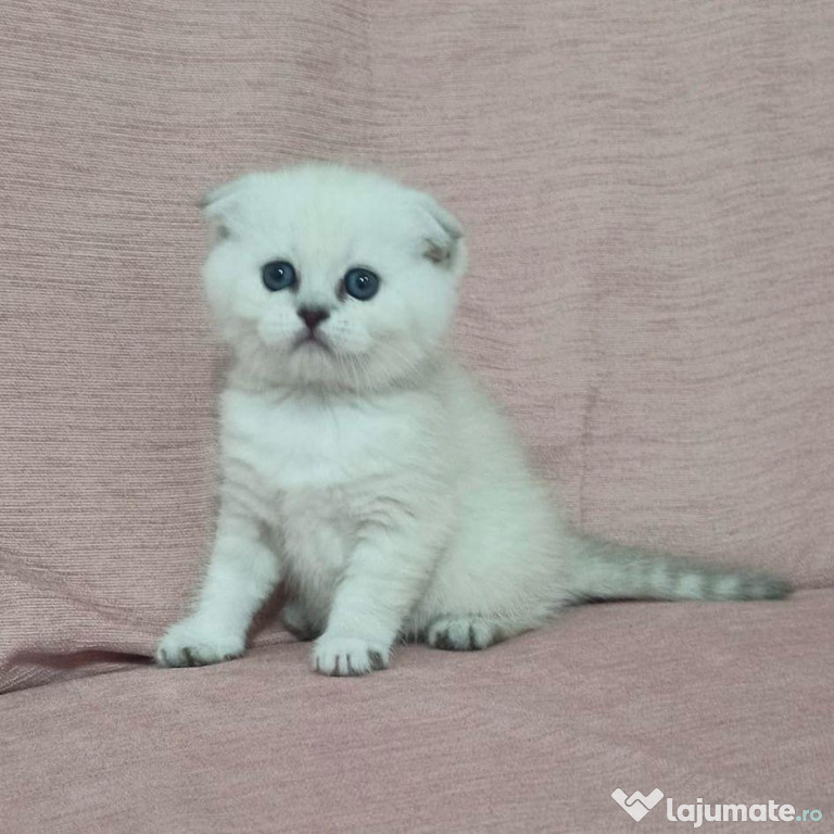 Scottish fold puiuți