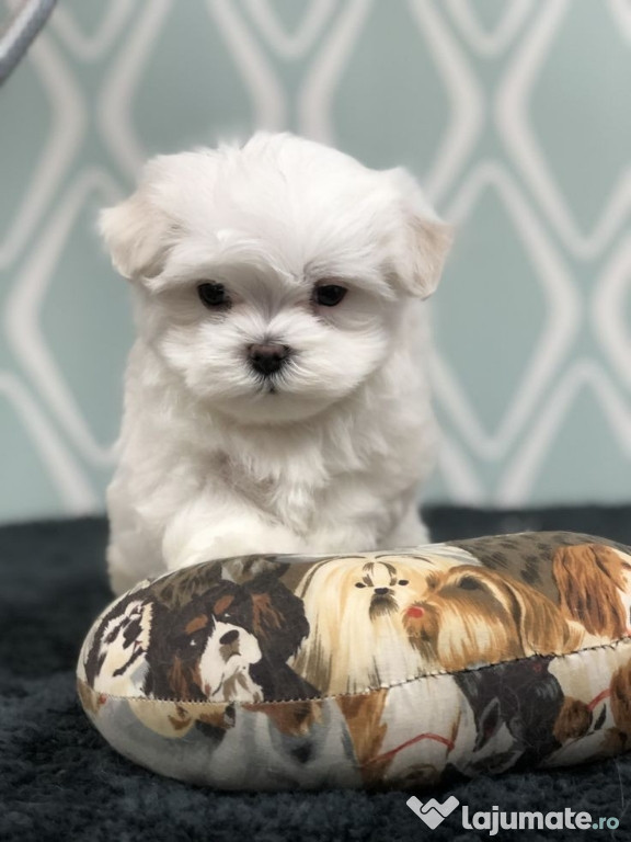 Bichon maltez mini toy