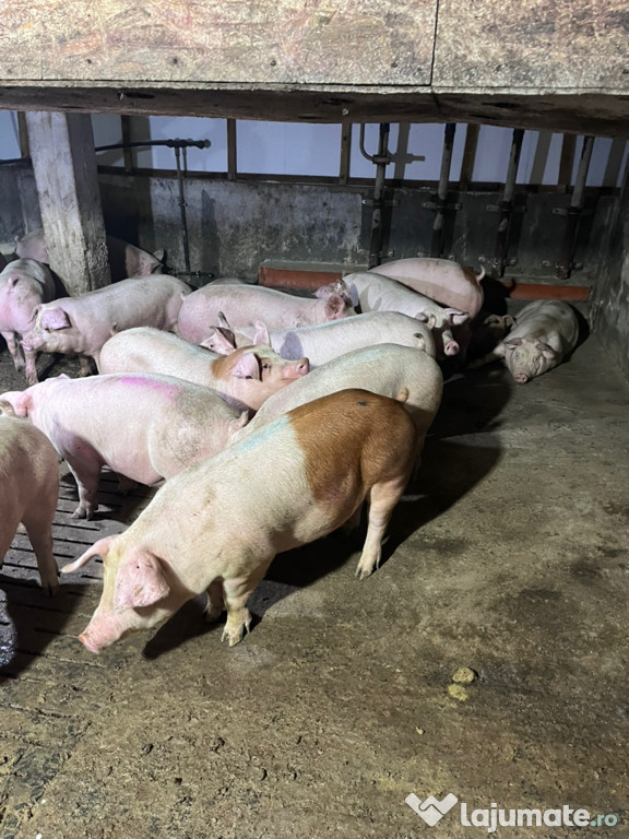 Vând porci de carne crescuți natural! 11LEI