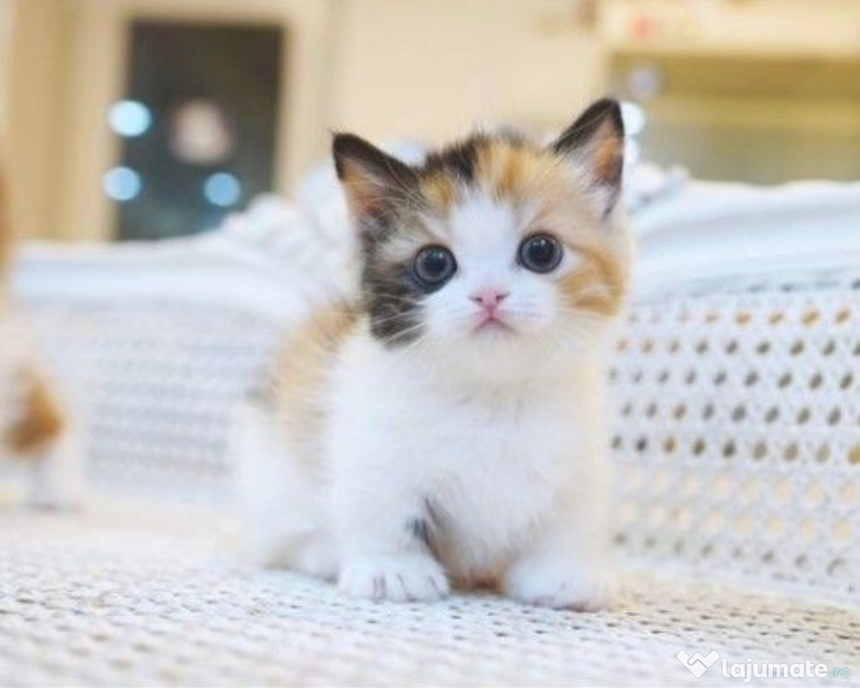 Calico super frumosi