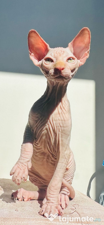 Pui sphynx canadian