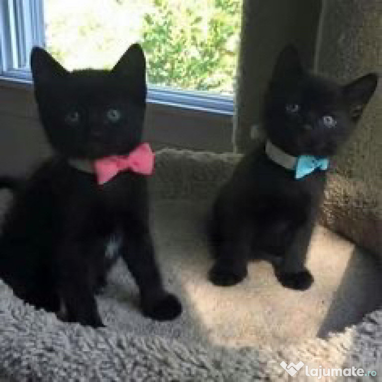 British shorthair pisoiasi