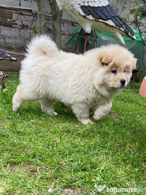 Pui chow chow 3 luni
