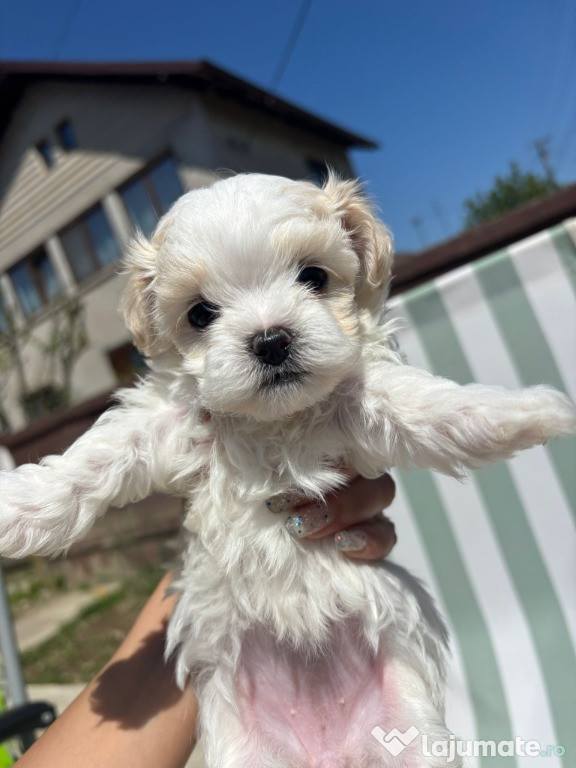 Vând cățeluși Bichon Mini Toy
