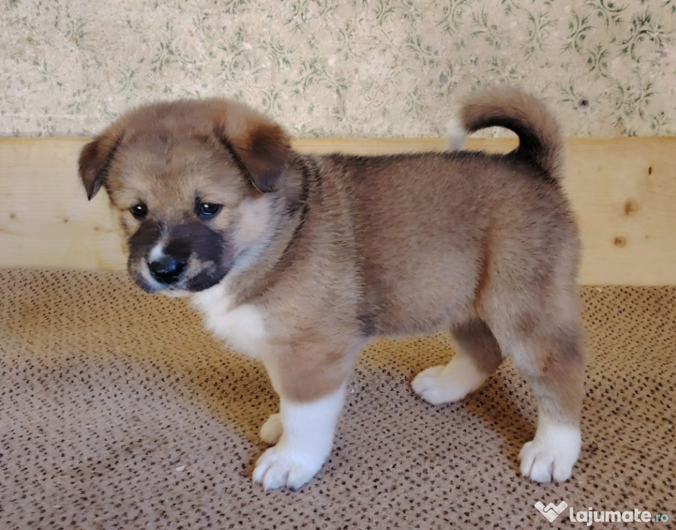 Vand Akita inu/american
