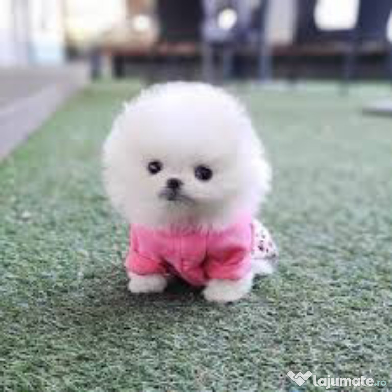 Pomeranian mini toy