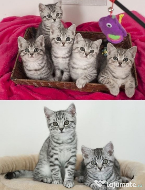 British shorthair băieței și fetițe