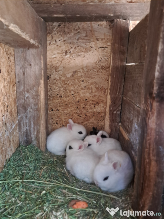 Iepuri hotot de companie( par scurt)